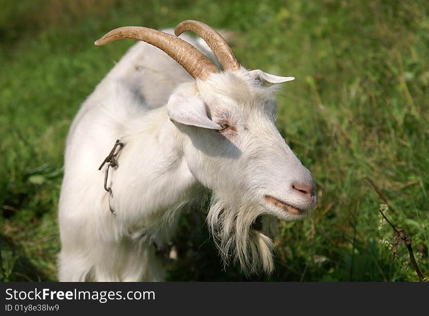 White goat on a meadow