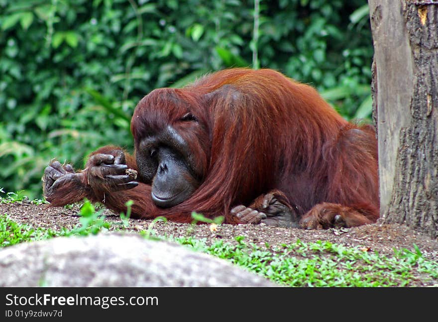 Bored Orangutan playing with a rock.