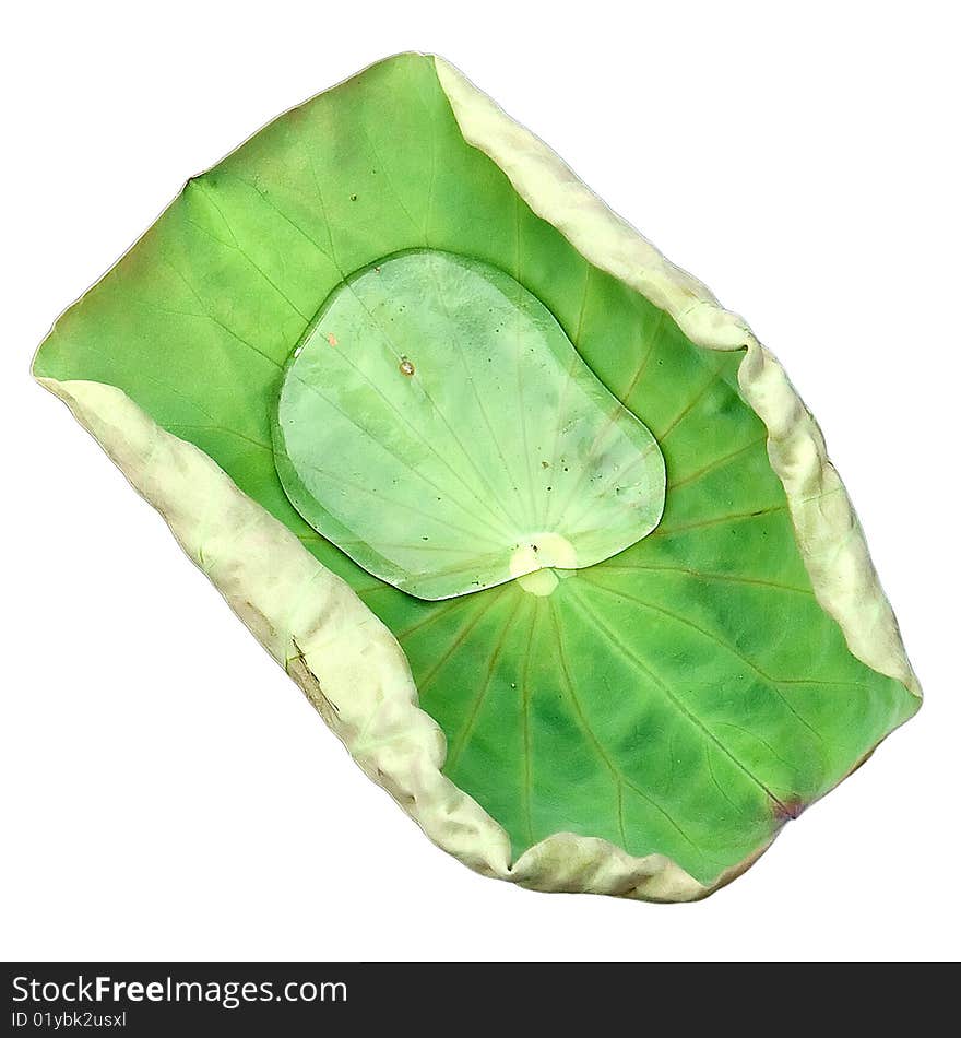 Water droplets on a lotus leaf with white background