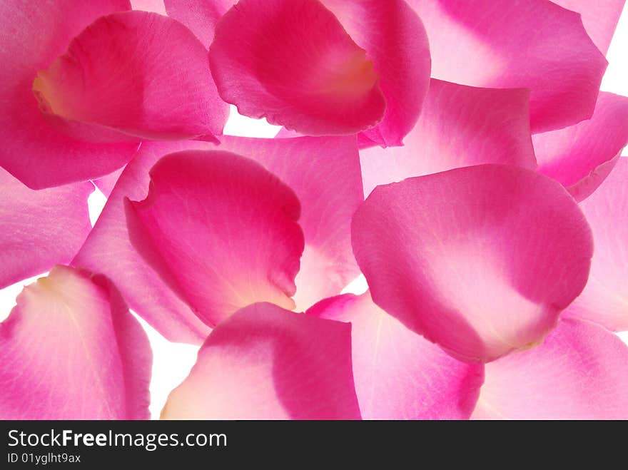 Rose petals on white background