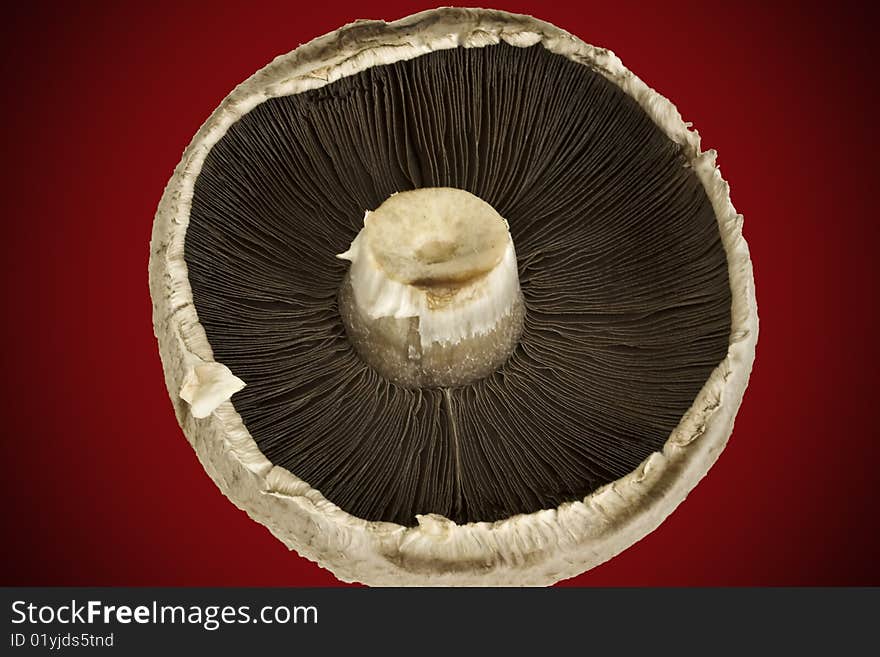 large mushroom