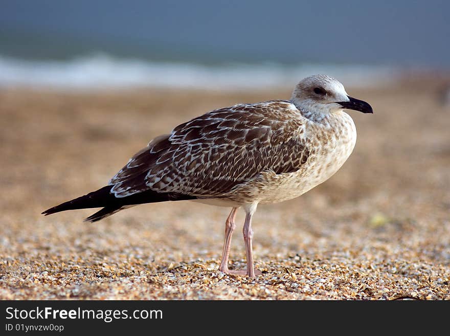 Seagull on the beach. Time is sunset.