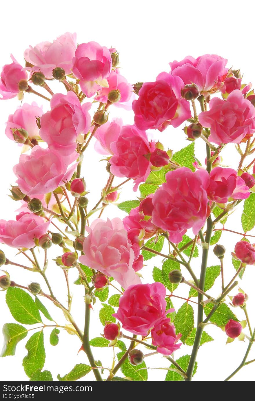 Pink Roses  on   white   background,