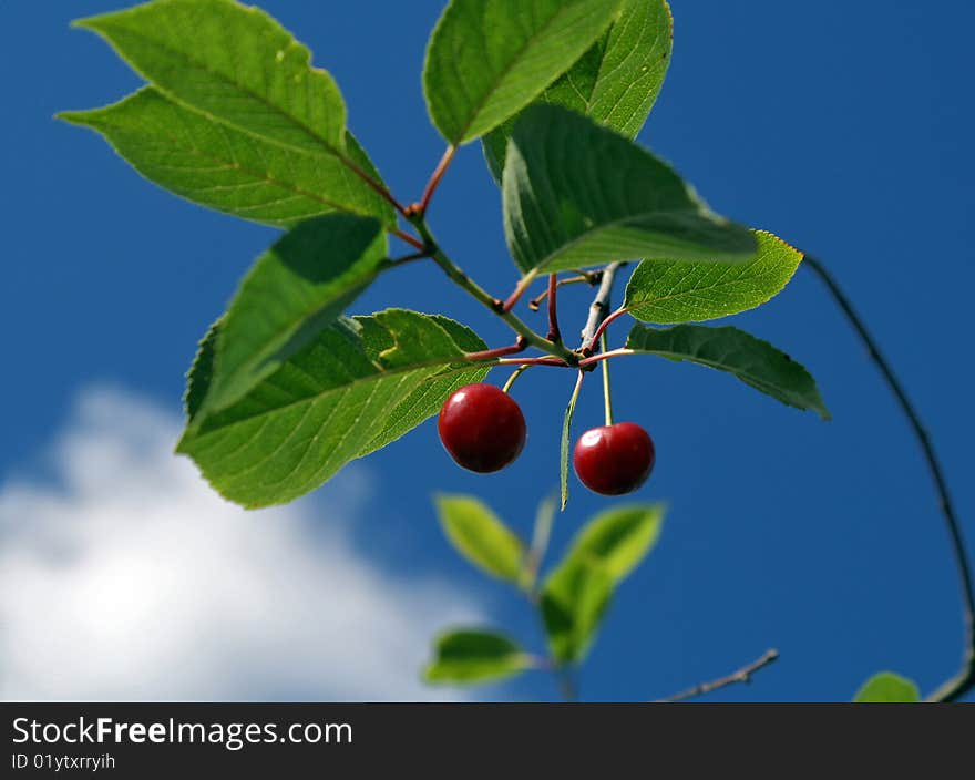 Cherry berries