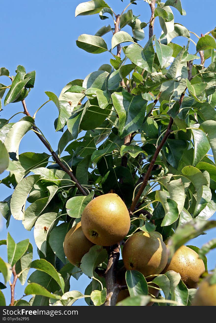 Pears on a tree with a blue sky.