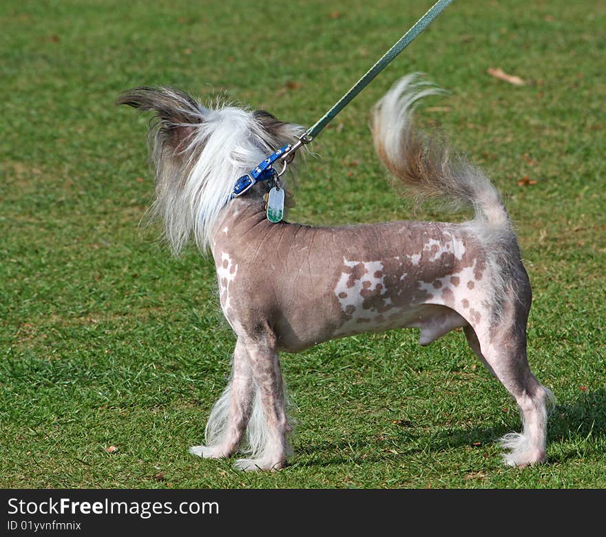 Chinese Crested Hairless Dog