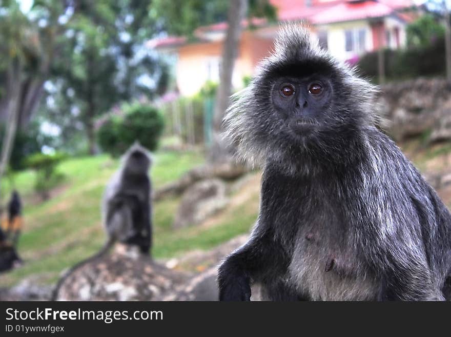 A asian monkey looking at the camera