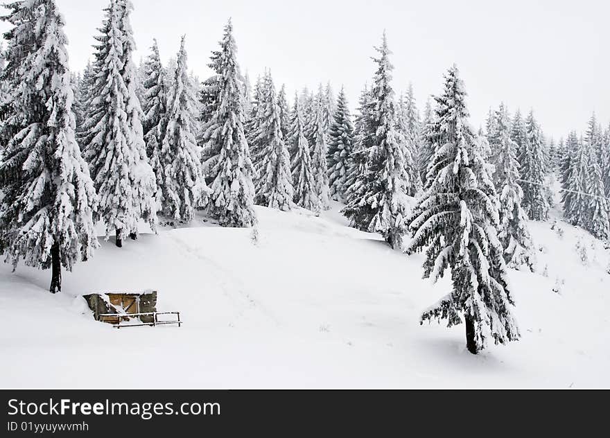 Winter landscape with snowy pines