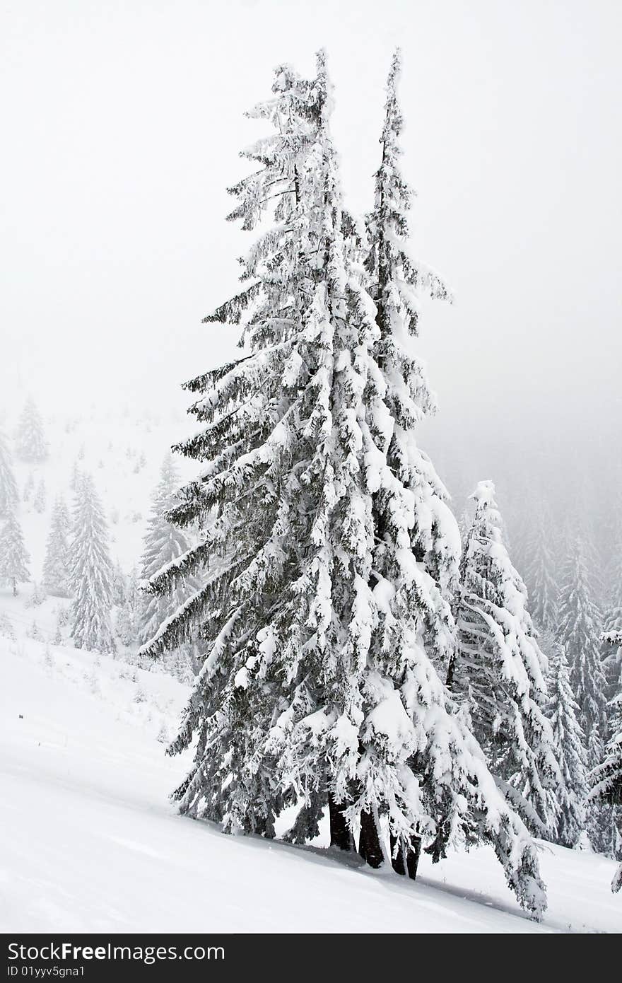 Winter landscape with snowy pines