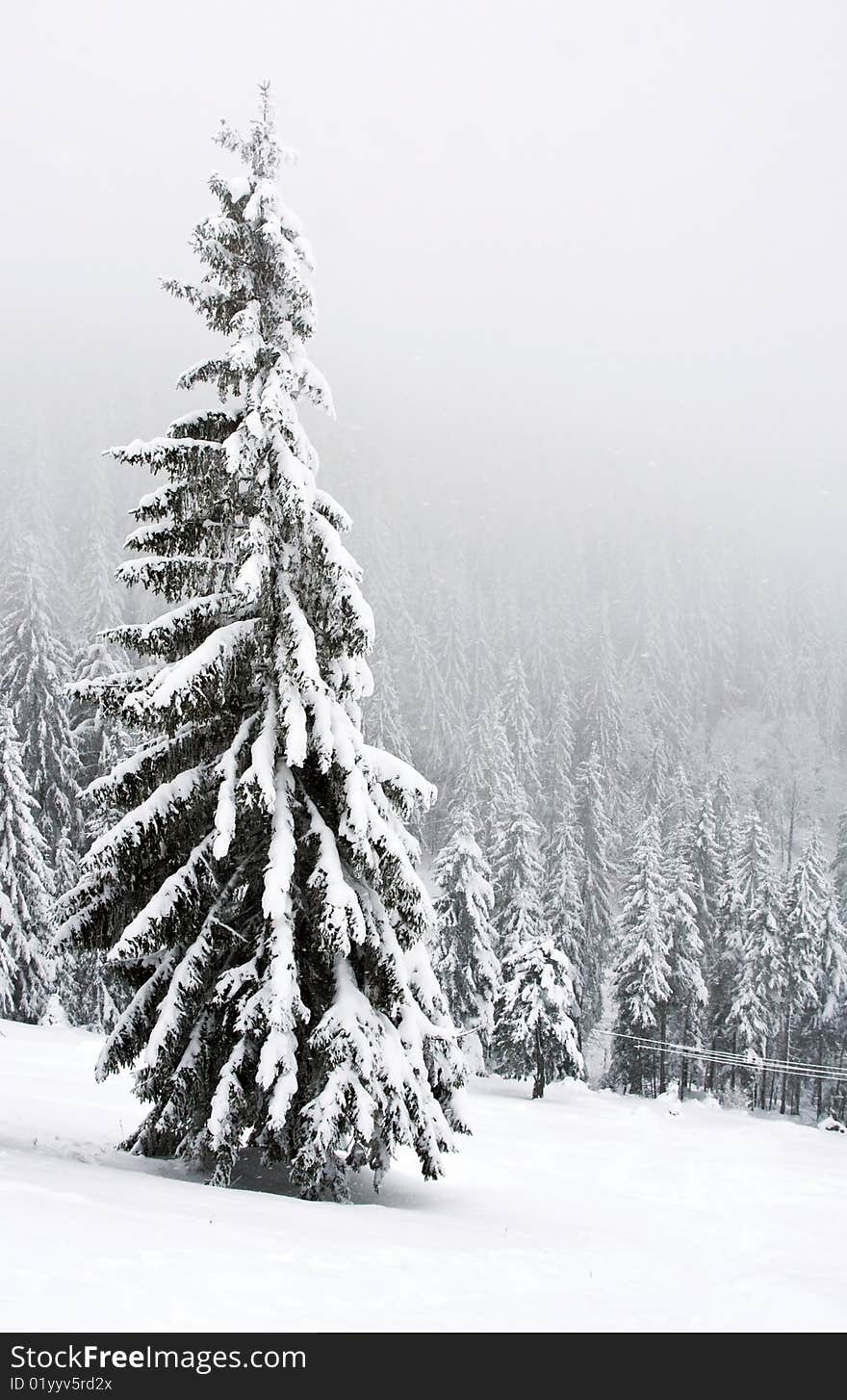 Winter landscape with snowy pines