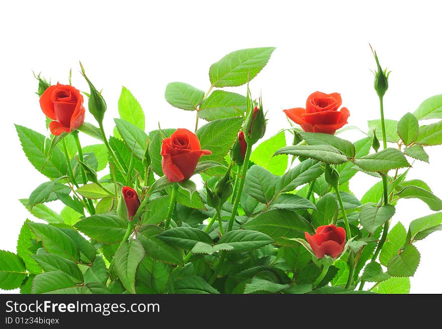 Red Roses on white background