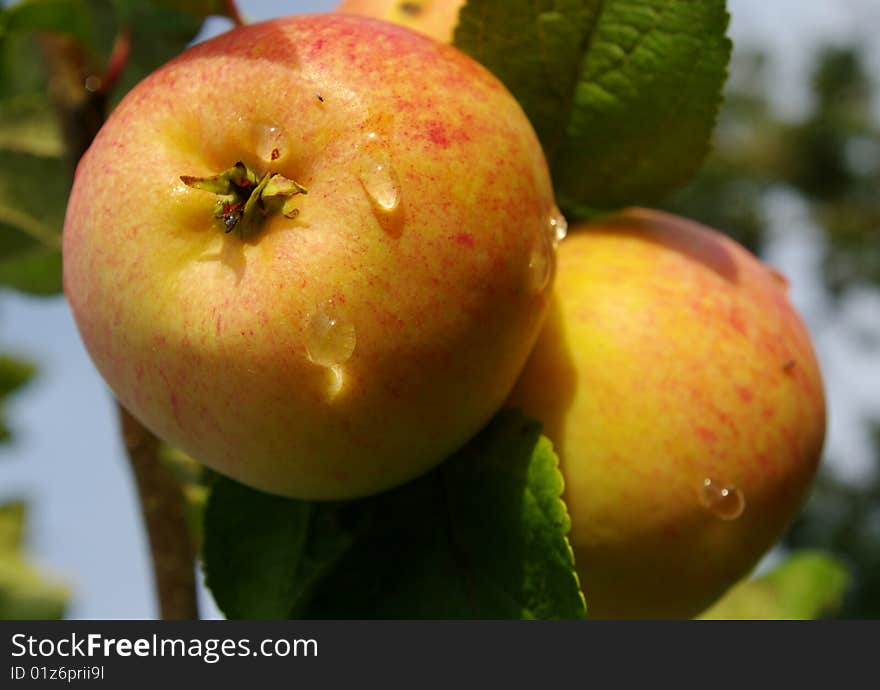 The apples on the branch. The apples on the branch.