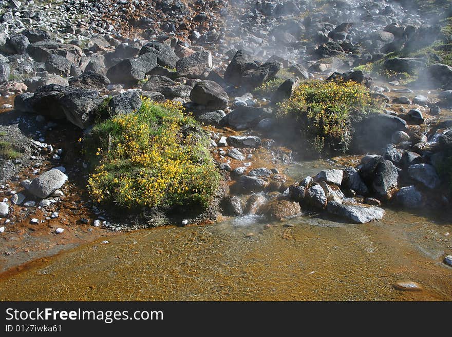 Flowers bloom amidst hot springs in the mountains of southern Idaho. Flowers bloom amidst hot springs in the mountains of southern Idaho.