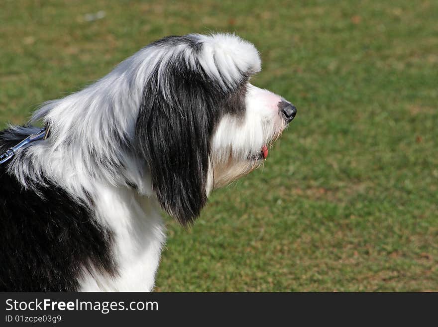 Tibetan Terrier in profile