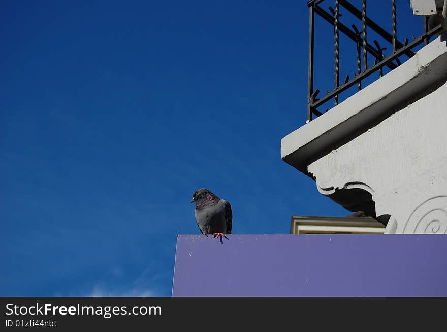 A pigeon in amsterdam sitting near a house