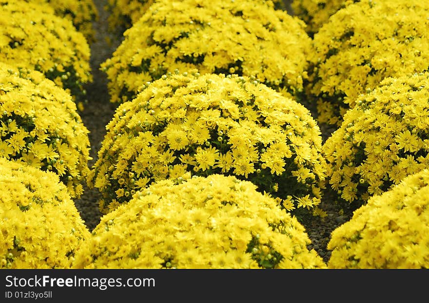 A yellow garden in ,italy. A yellow garden in ,italy