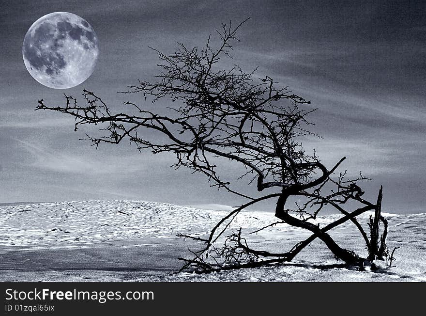 Dried Tree And Full Moon