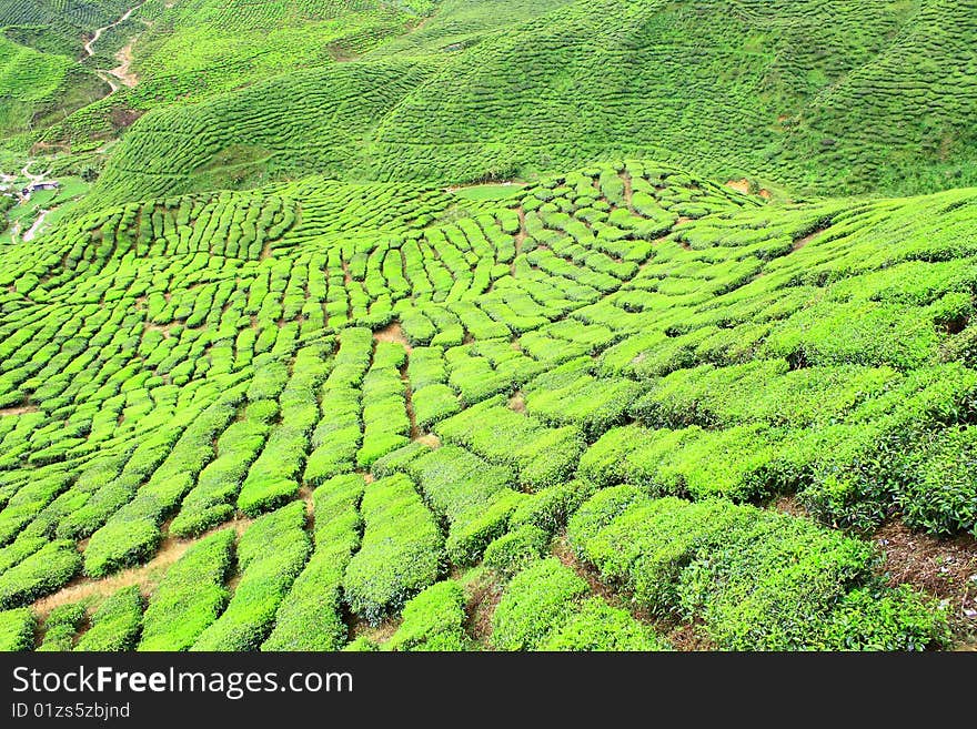 Tea Farm Valley in Cameron Highlands