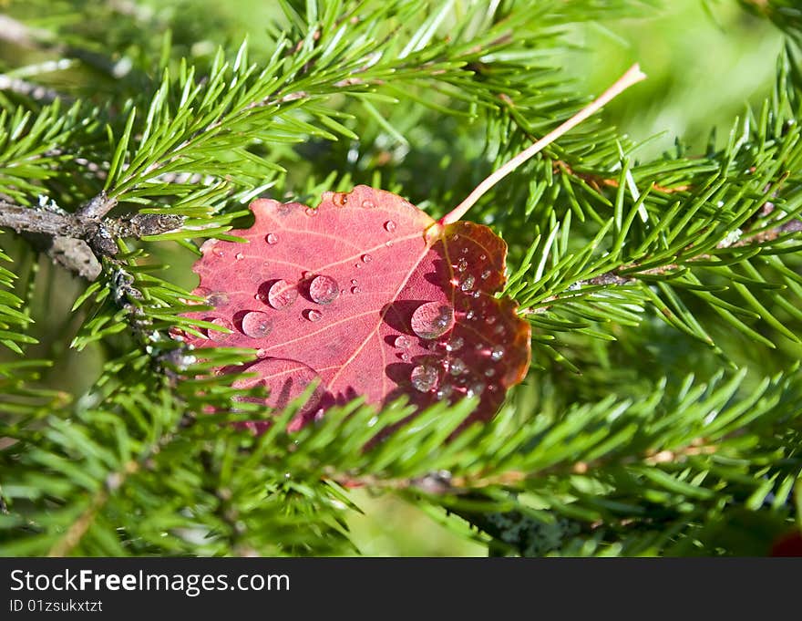 Red autumn leaf with water drops