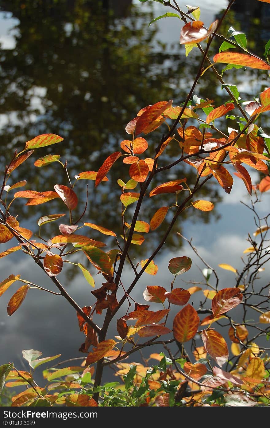 Autumn leaves in a row. Autumn leaves in a row