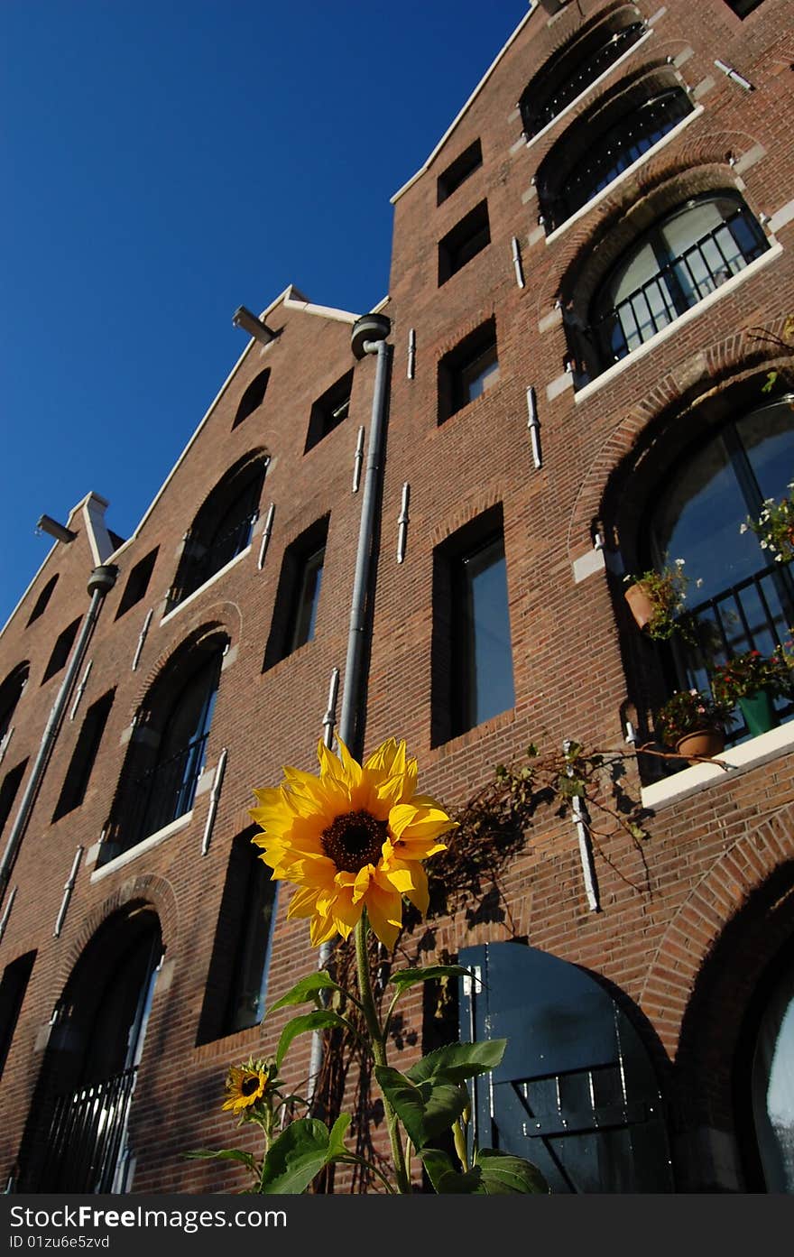 Sunflower with canal houses in the background. Sunflower with canal houses in the background