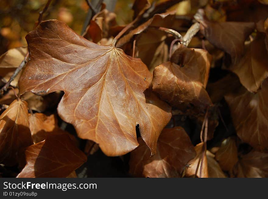 Autumn leaf