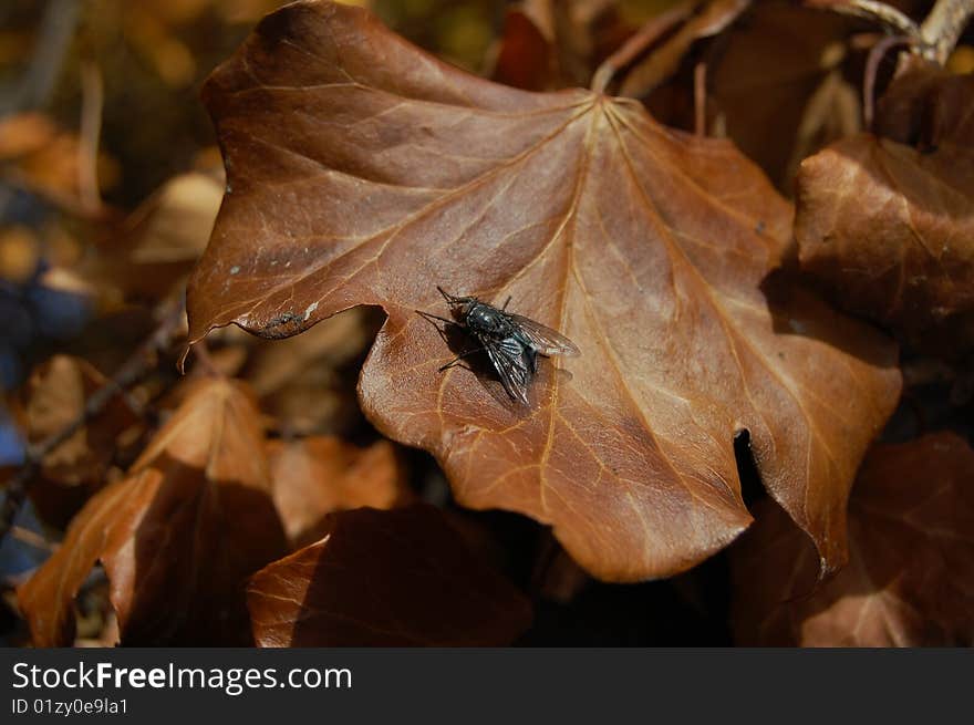 A fly on a brown leaf during fall