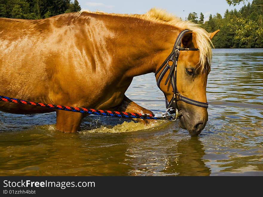 Horse in nature, nicely illuminated washing horse having bath in a lake with forest and sky in background. Horse in nature, nicely illuminated washing horse having bath in a lake with forest and sky in background