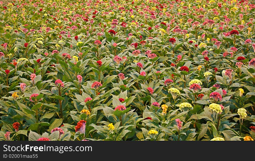 Celosia