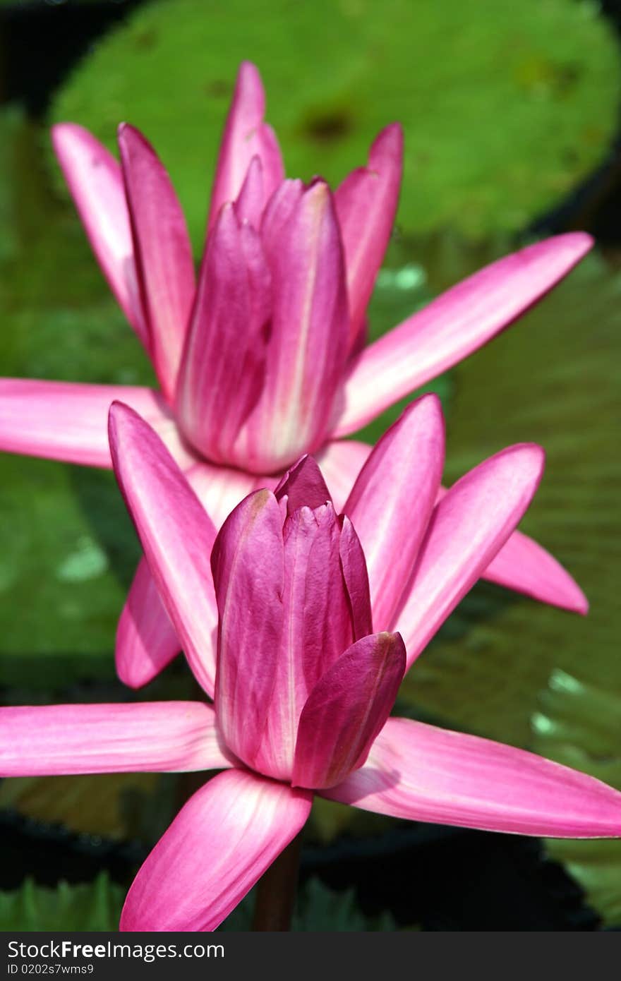 Pink Lily