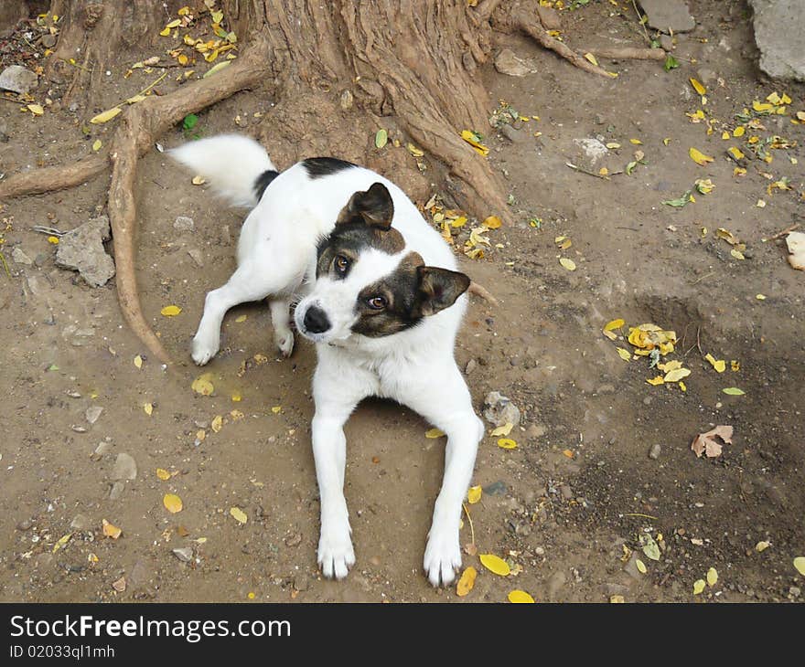 White brown friendly dog, pet. White brown friendly dog, pet