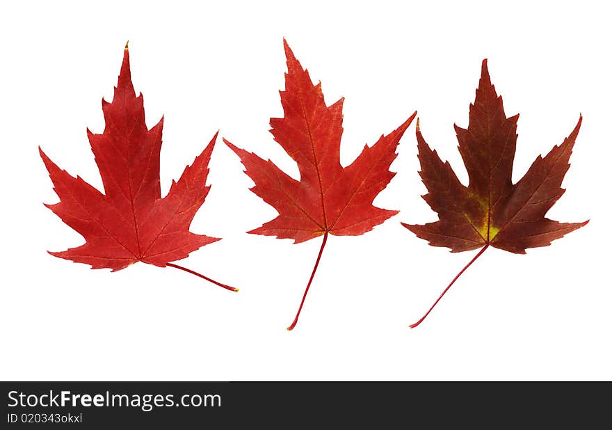 Tree variety red maple leaves on white background. Tree variety red maple leaves on white background