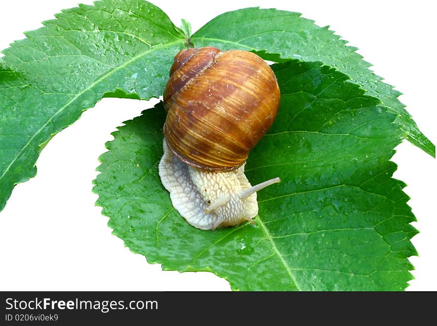 Helix pomatia, which is very fond of the French, crawling on a green leaf