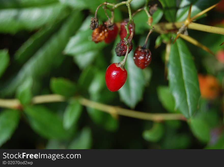 Red fruit in the city with green leaves. Red fruit in the city with green leaves