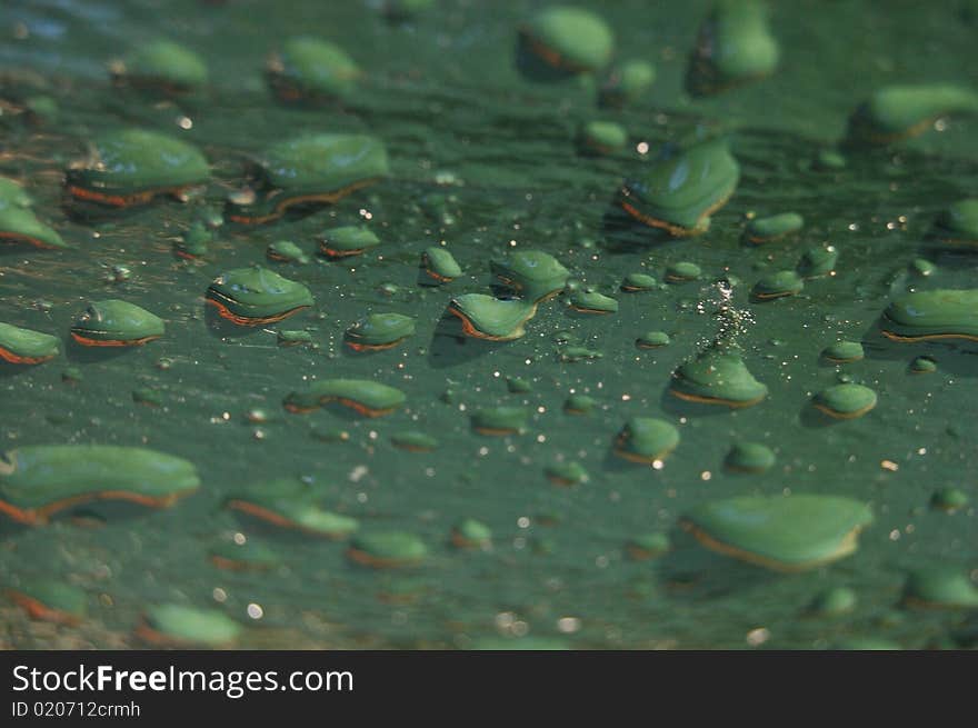 Water drops on a green background. Water drops on a green background