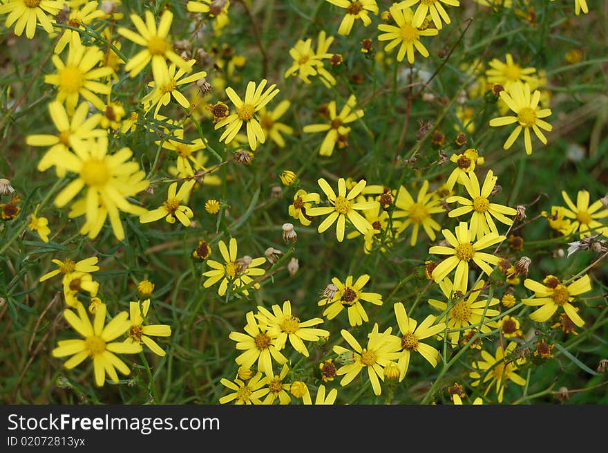 Yellow flowers and green grass