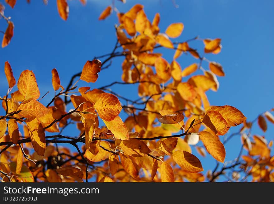 Autumn plants with a blue sky in the back. Autumn plants with a blue sky in the back