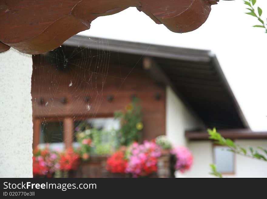 Spider web and flowers in Tirol Austria