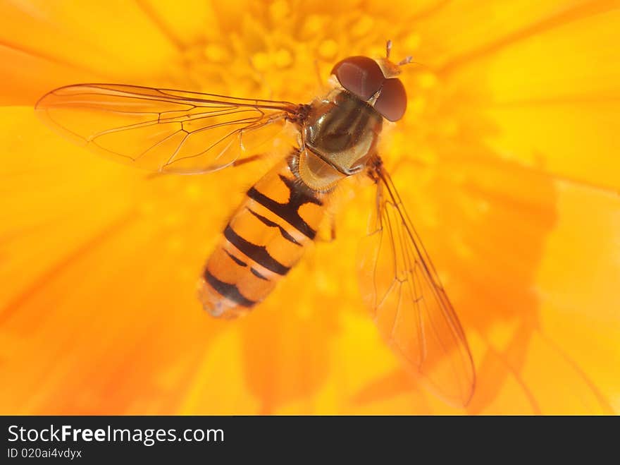 Bee On A Gerber