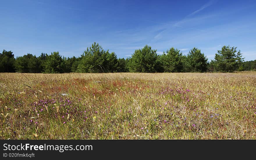 View From A Swedish Habitat Holding Many Rare Inse