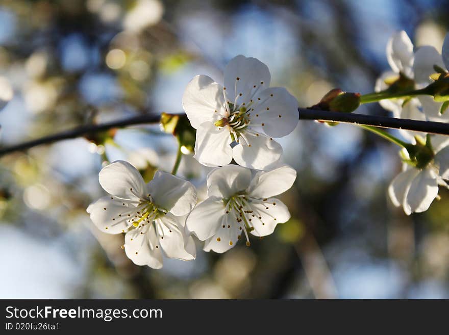 Blossoming cherry and morning sunlight