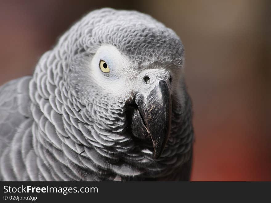 A very well presented African Grey Parrot