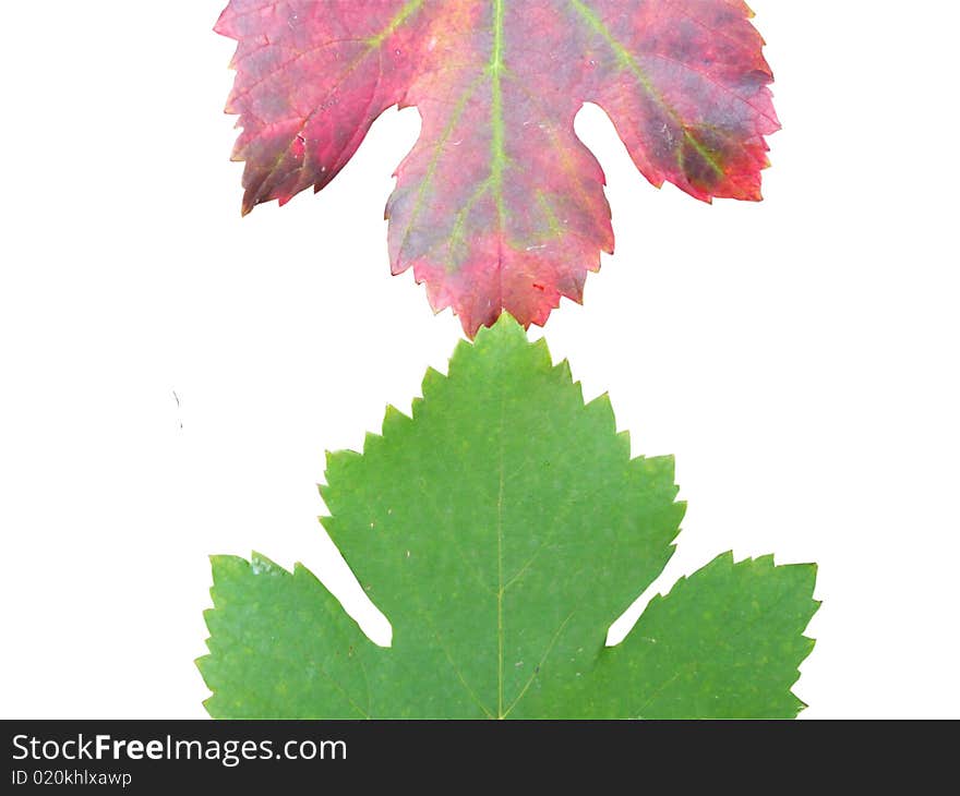 Red and green grape leafs