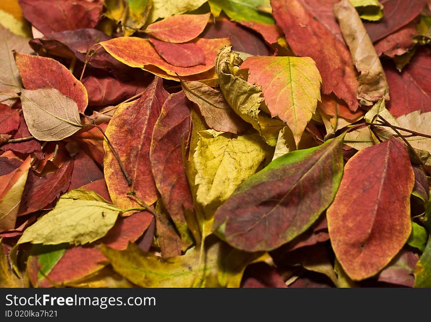 Autumn Beautiful Colored Leaves