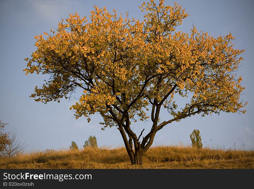 Yellow tree against blue sky by autumn