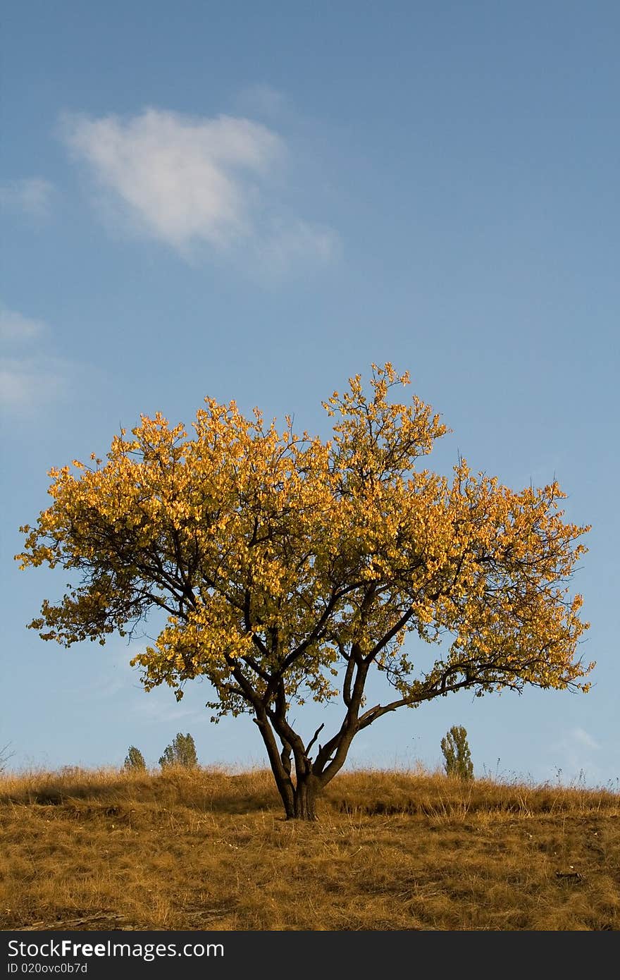 Yellow tree against blue sky by autumn