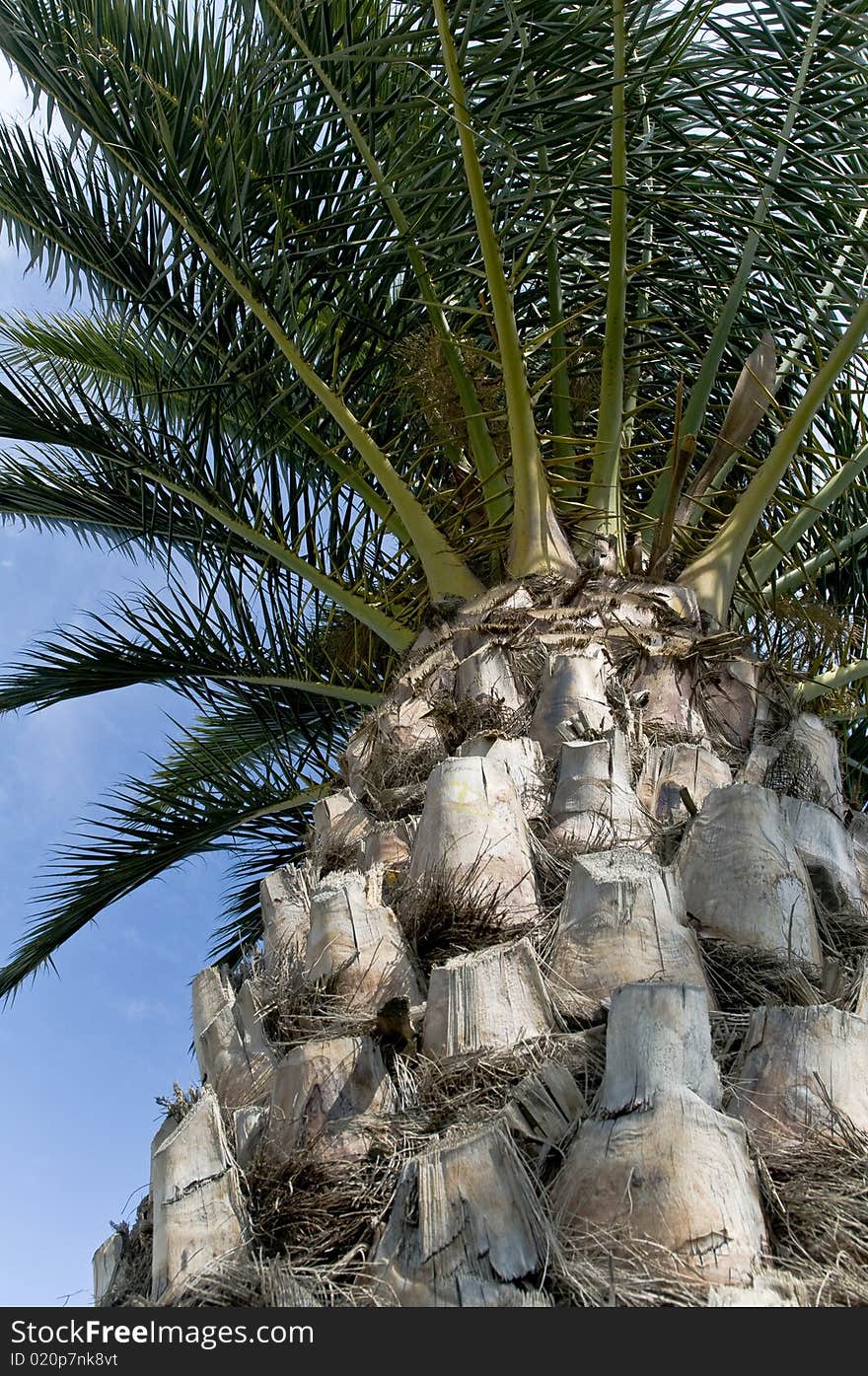 Huge Palm Tree closer looking good texture and good background color