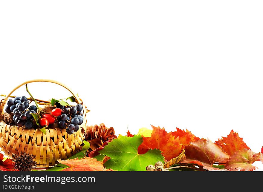 Fall leaves with fruits basket on white background, fall harvest. Fall leaves with fruits basket on white background, fall harvest