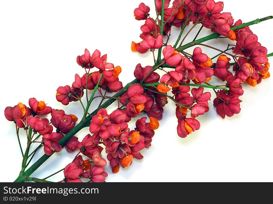 Branch of bush Euonymus Europaea. Bright red seed boxes and orange seeds decorate branches in the autumn.