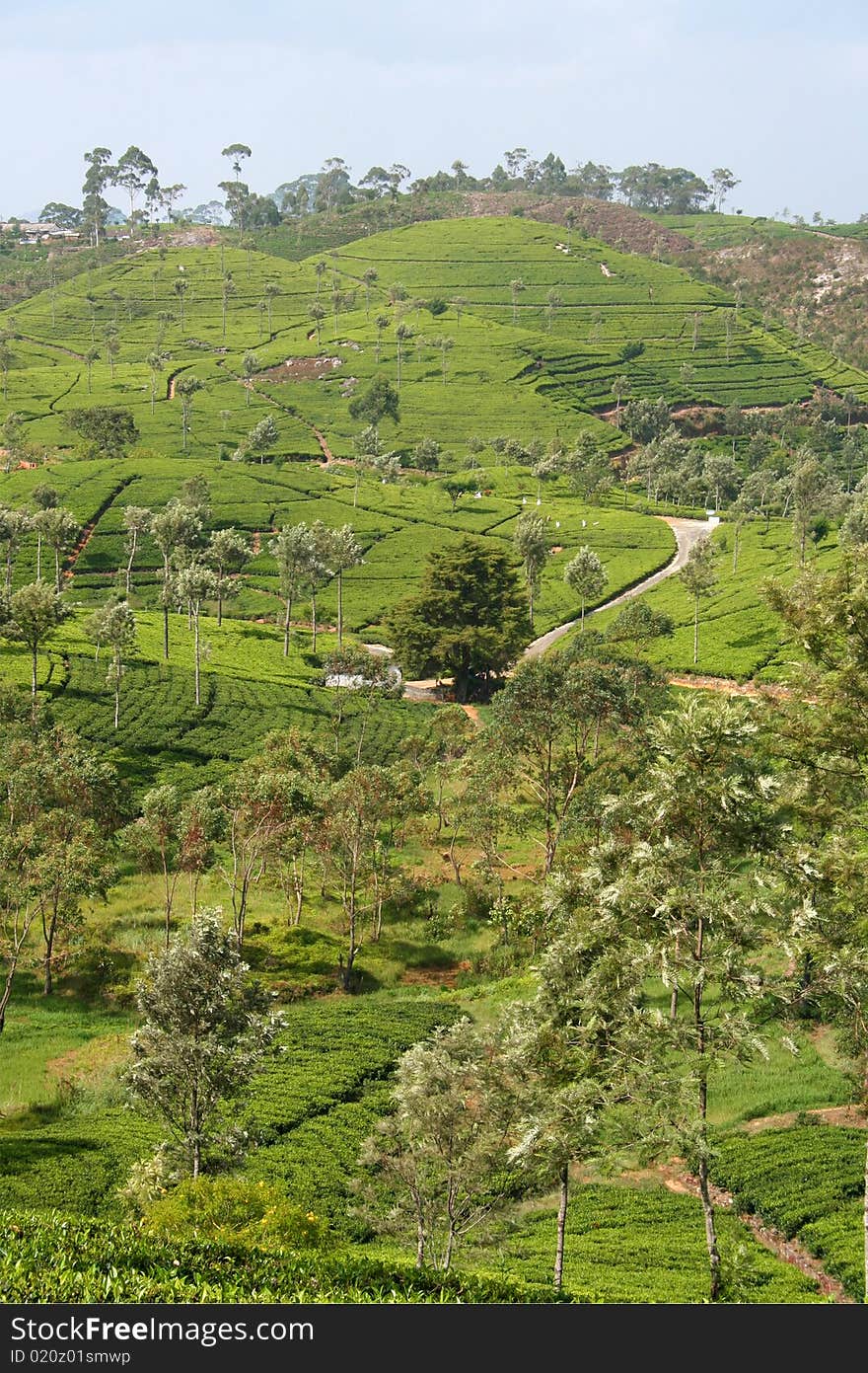 Photo of tea plantation in Ceylon. Photo of tea plantation in Ceylon